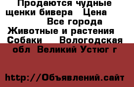 Продаются чудные щенки бивера › Цена ­ 25 000 - Все города Животные и растения » Собаки   . Вологодская обл.,Великий Устюг г.